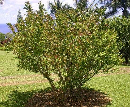 Eugenia uniflora UFEI SelecTree A Tree Selection Guide