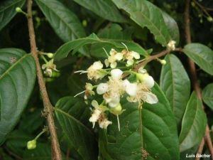 Eugenia victoriana Eugenia victoriana Fruit amp Useful Plants E