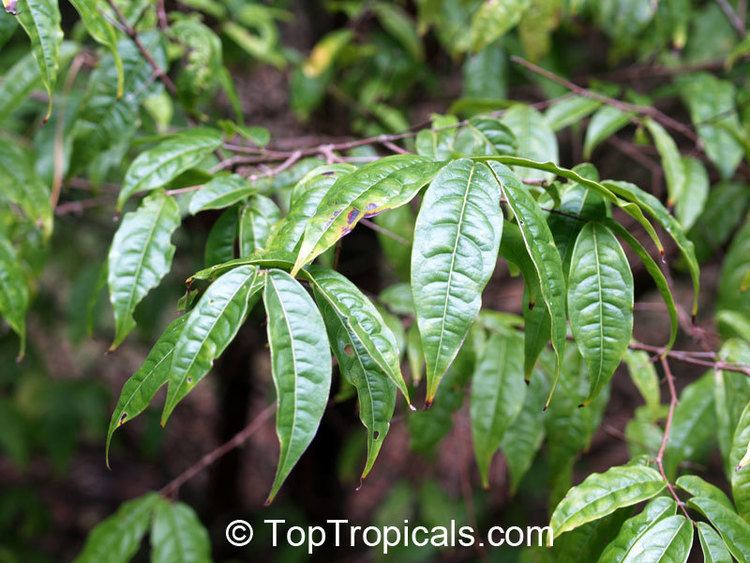 Eugenia victoriana Eugenia victoriana Sundrop Guayabilla TopTropicalscom