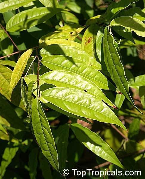 Eugenia victoriana Eugenia victoriana Sundrop Guayabilla TopTropicalscom