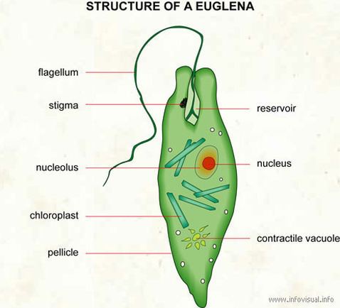 Euglena Structure amp Function Euglena