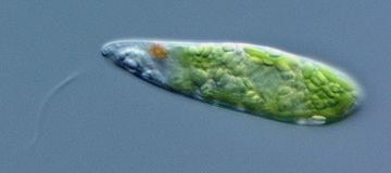 Euglena Euglena