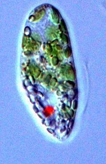 Euglena gracilis httpsuploadwikimediaorgwikipediacommonsthu