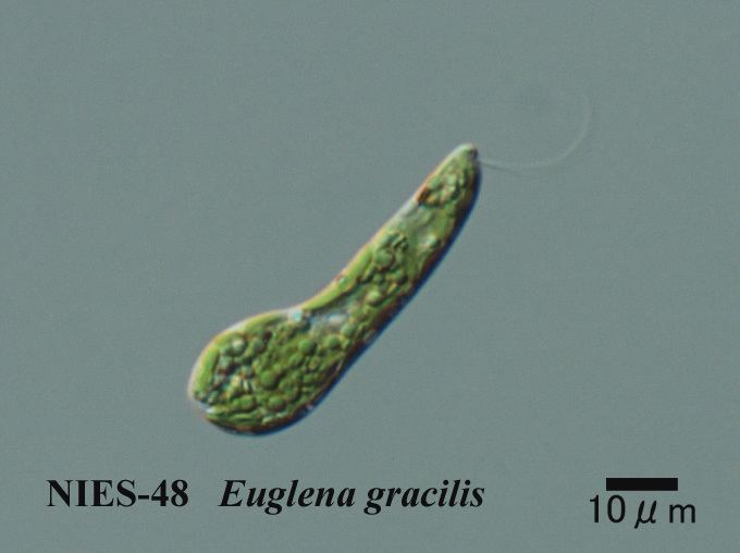 Euglena gracilis Algae Resource Database