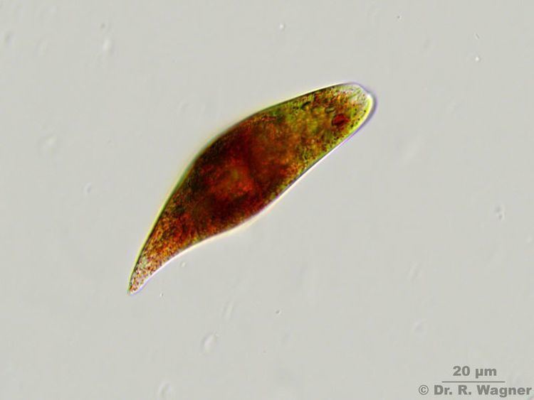Euglena sanguinea euglenophyceae