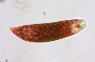Euglena sanguinea Euglena sanguinea Discover Life