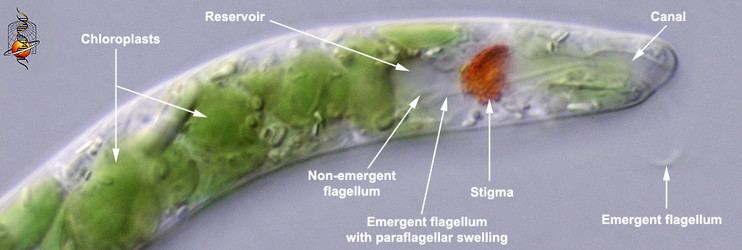 Euglenid Euglenida