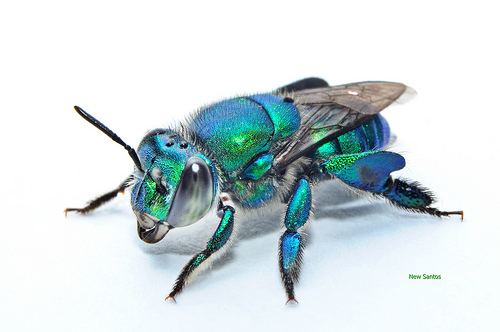Euglossa 1000 images about Orchid Bees on Pinterest Note Photos and Art