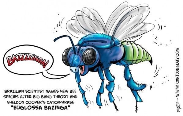 Euglossa bazinga New Bee SpeciesBig Bang Bazinga Cartoon