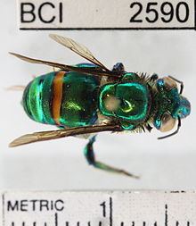 Euglossa imperialis httpsuploadwikimediaorgwikipediacommonsthu