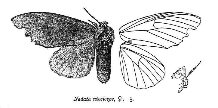 Euhampsonia niveiceps