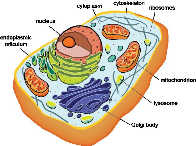 Eukaryote Biology Structures in All Eukaryotic Cells Shmoop Biology