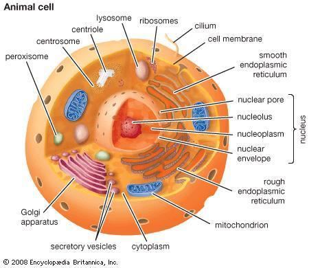 Eukaryote eukaryote biology Britannicacom