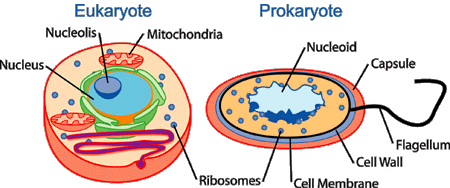 Eukaryote Prokaryote vs Eukaryote Welcome to Biology