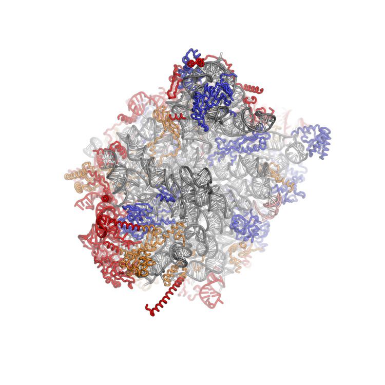Eukaryotic large ribosomal subunit (60S)