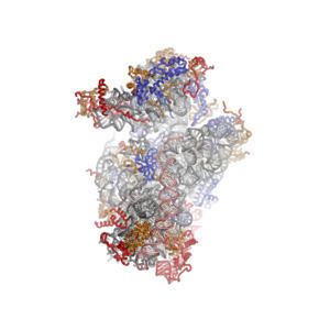Eukaryotic small ribosomal subunit (40S) httpsuploadwikimediaorgwikipediacommonsthu