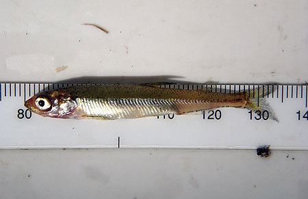 Eulachon Eulachon Species Profile Alaska Department of Fish and Game