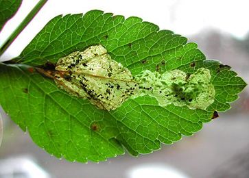 Euleia heraclei Euleia heraclei Diptera Tephritidae in Leaf and stem mines of