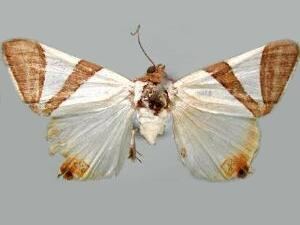Eulepidotis Moth Photographers Group Eulepidotis rectimargo 85701