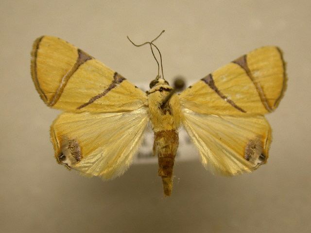 Eulepidotis affinis