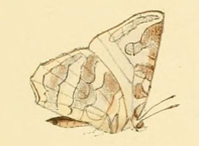 Euliphyra leucyania