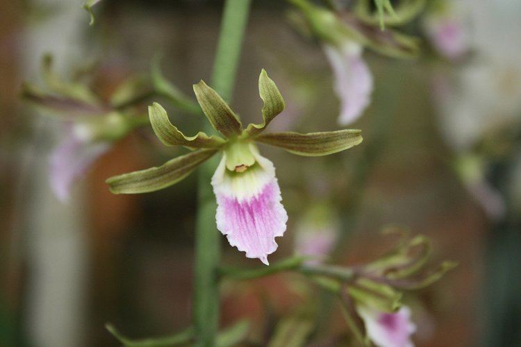 Eulophia Eulophia guineensis x euglossa Petrens Orchid Shop
