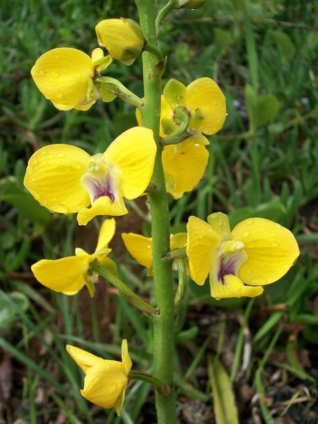 Eulophia speciosa Eulophia speciosa Lindl Bolus Checklist View