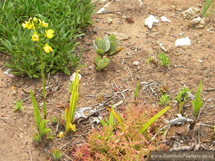 Eulophia speciosa kumbulanurserycozasiteskumbulanurseryfilesst