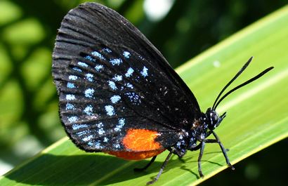 Eumaeus atala A Nearly Extinct Butterfly Makes a Comeback in South Florida
