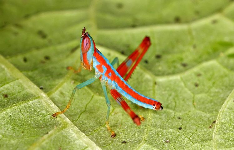 Eumastacidae An airplane grasshopper family Eumastacidae Robert Oelman Flickr