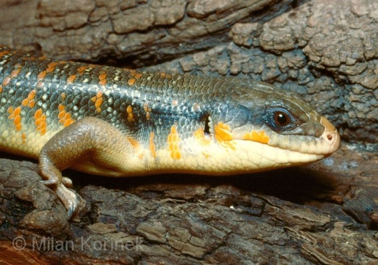 Eumeces algeriensis Eumeces algeriensis The Reptile Database