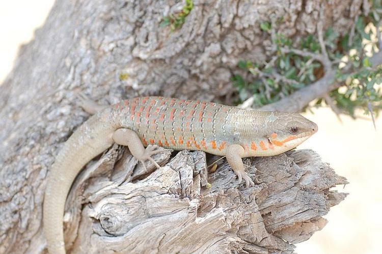 Eumeces algeriensis VipersGarden Amphibians and Reptiles of Europe and the Mediterranean