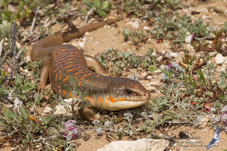 Eumeces algeriensis Reptiles and Amphibians Eumeces algeriensis Peters 1864