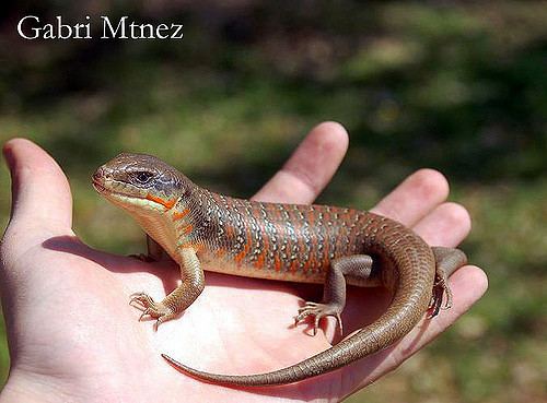 Eumeces algeriensis Eumeces algeriensis Surroundings of Kenitra Morocco www Flickr