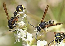 Eumenes (wasp) httpsuploadwikimediaorgwikipediacommonsthu