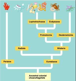 Eumetazoa eumetazoa Gallery