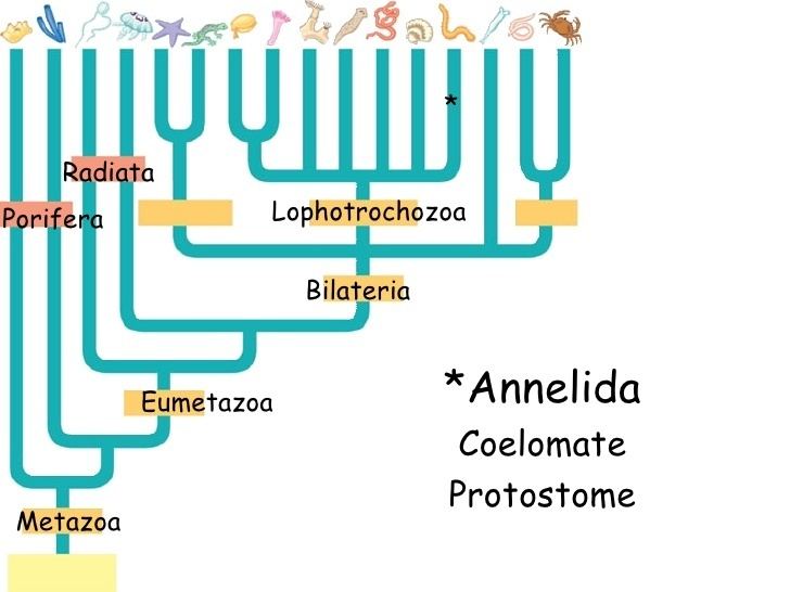 Eumetazoa Bmz Worms Bb