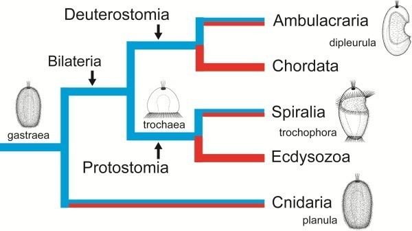 Eumetazoa Occurrence of life cycle types in the Eumetazoa Neuralia Clades