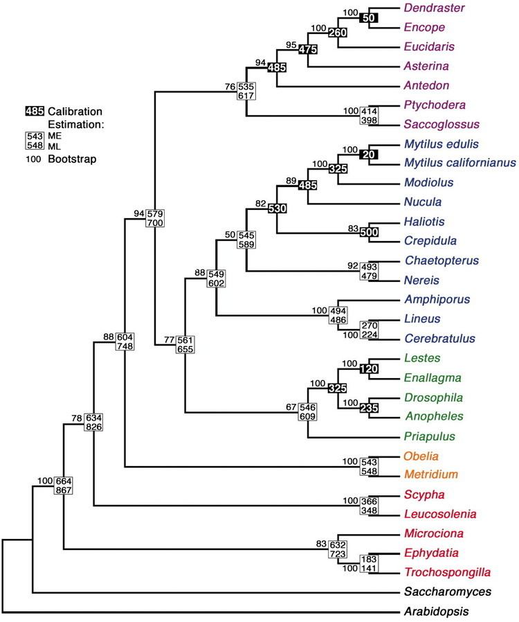 Eumetazoa Origin of the Eumetazoa Testing ecological predictions of molecular