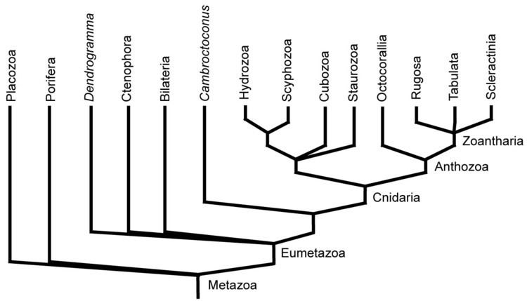 Eumetazoa GEOL 331 Principles of Paleontology