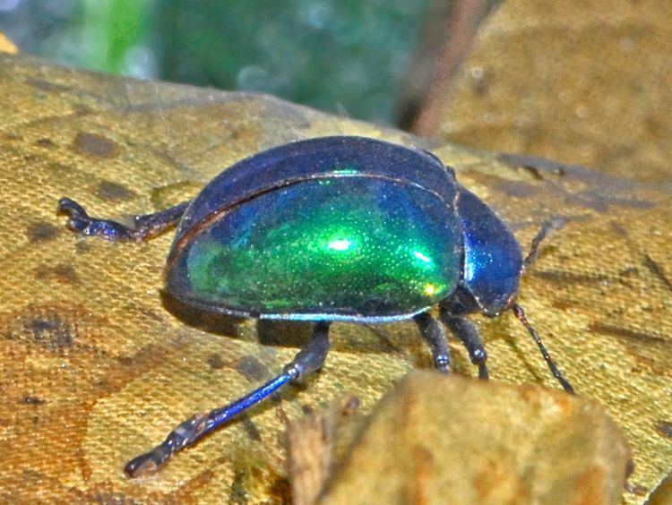 Eumolpus (beetle)