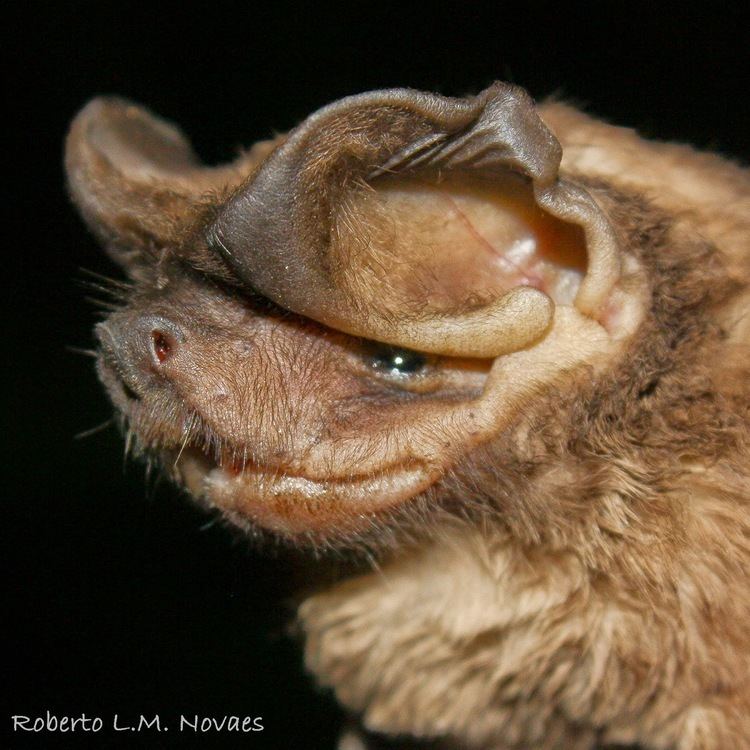 Eumops Morcegos do Brasil Eumops auripendulus