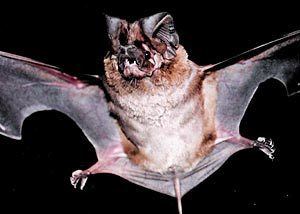 Eumops Eumops perotis Bats of Texas