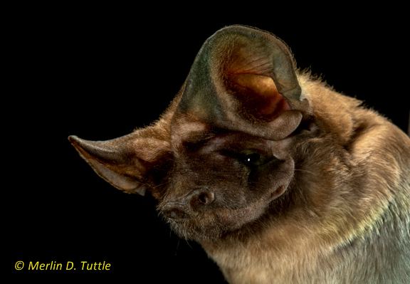Eumops floridanus Photographing North America39s Rarest Bat Merlin Tuttle39s Bat