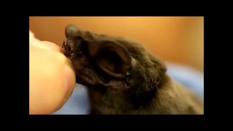 Eumops floridanus Florida Bonneted Bat Eumops floridanus nursing YouTube