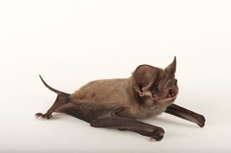 Eumops floridanus A Critically Endangered Florida Bonneted Bat Eumops Floridanus