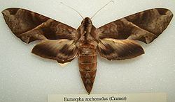 Eumorpha Eumorpha anchemolus Wikipedia