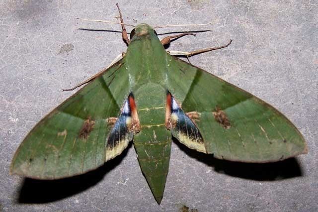 Eumorpha wwwsilkmothsbizlandcomSphinxEumorphalabruscae