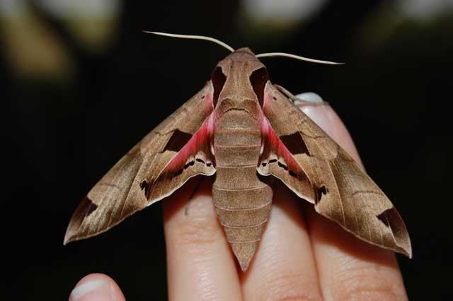 Eumorpha achemon Eumorphaachemon1WillingboroBurlingtonCountyNewJerseyAugust2010cmjpg