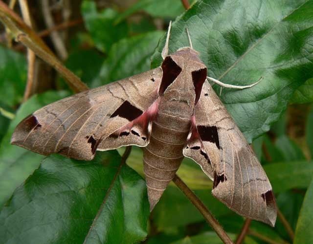 Eumorpha achemon Eumorpha achemon